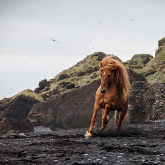 Black Beach2 Kopie 2000px