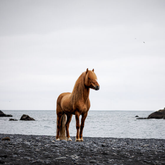 Black beach 1 Kopie 2000px